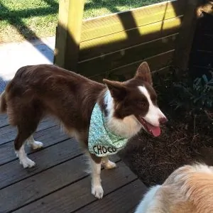 Border Collie is wearing a scarf with her name embroidered