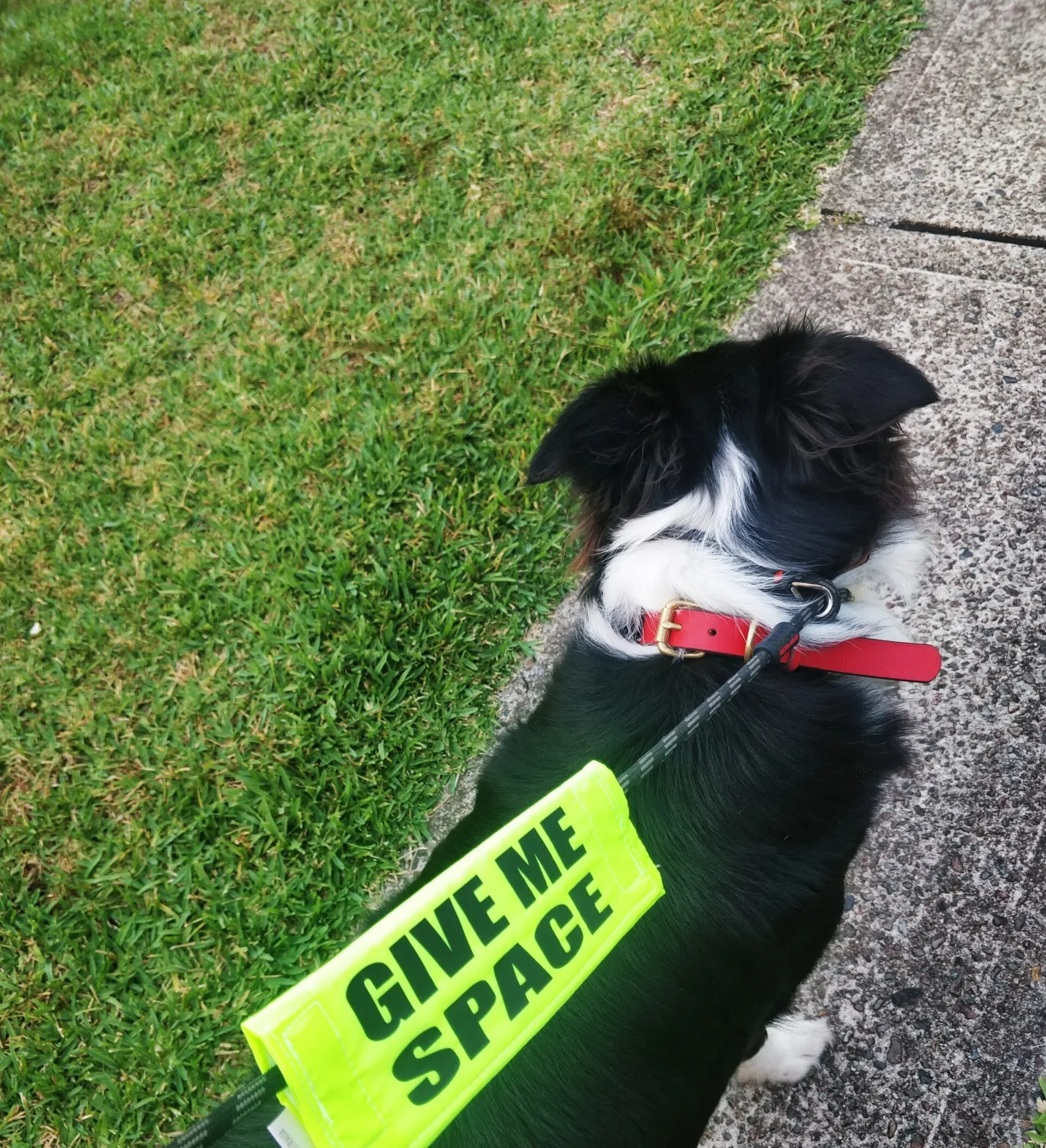 High visible Yellow leash sleeve with customised text