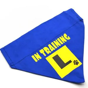 Over‑the‑Collar Blue Dog Bandana – “In Training”
