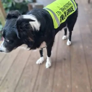 Hi-Visible Personalised Dog Vest – For Anxious, Reactive, Puppies ,In Training Dogs Who Need Space